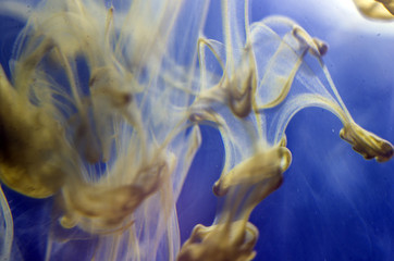 the chemical reaction of the paint with water