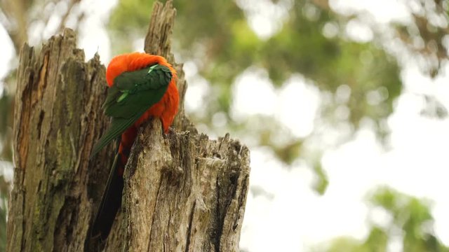 Australian King-Parrot Alisterus scapularis parrot bird grooming itself in a tree in Australia