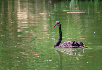 cisne