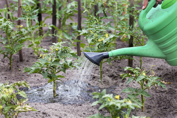 Farmer watering tomato bushes