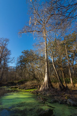 bald cypress tree