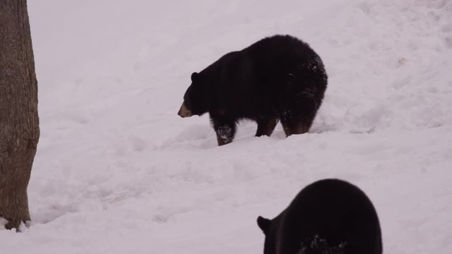 Black bear walking in snow with family 