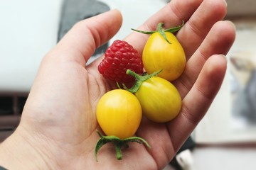 Yellow tomatoes in palm of hand