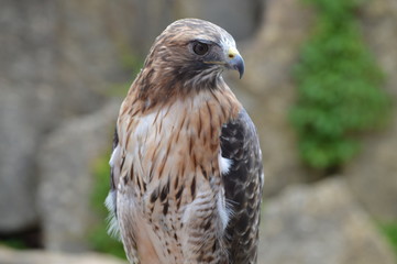 Red tailed hawk