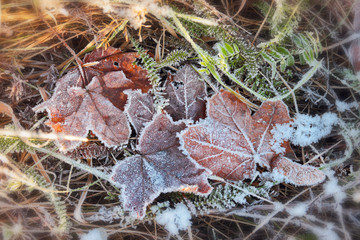 fallen leaves and grass covered with hoarfrost