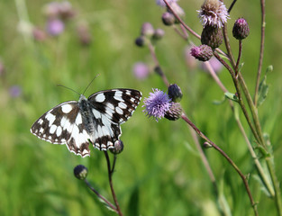 Melanargia galathea, the marbled white butterfly