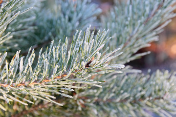 Naklejka na ściany i meble pine branches covered with hoarfrost