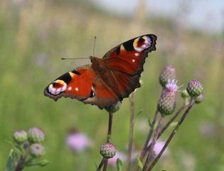 Aglais io, the European peacock butterfly - animals and wildlife, beautiful insects