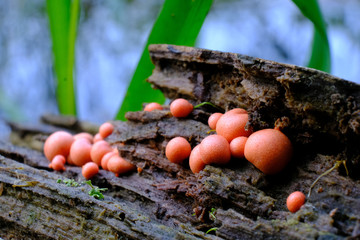 Małe, różowe kulki na spróchniałym pniu - rulik nadrzewny (Lycogala epidendrum), śluzowiec © Iwona