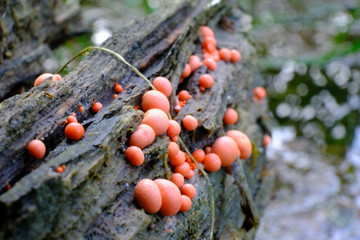 Małe, różowe kulki na spróchniałym pniu - rulik nadrzewny (Lycogala epidendrum), śluzowiec © Iwona