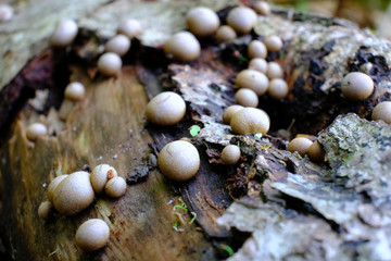 Małe, szare kulki na spróchniałym pniu - rulik nadrzewny (Lycogala epidendrum), śluzowiec