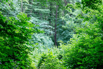Dense thickets in the deciduous forest. Summer morning in the woods. Territory  of wildlife_