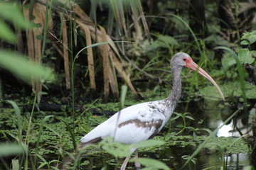 bird