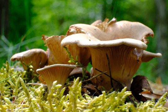 grzyb twardziak muszlowy (Panus conchatus)