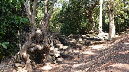 phimeanakas mammutbaum