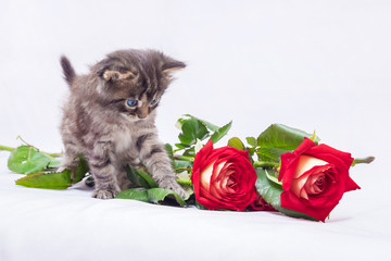 A little cat looks at red roses. A wonderful gift for the holiday. Admiring beauty_