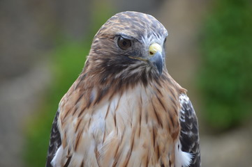 Red tailed hawk