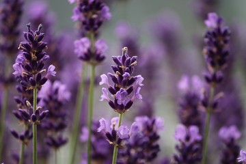 blühender violetter Lavendel