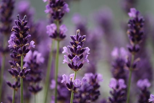Fototapeta blühender violetter Lavendel