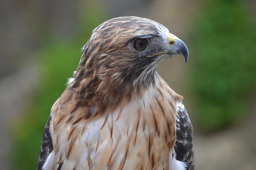 Red tailed hawk