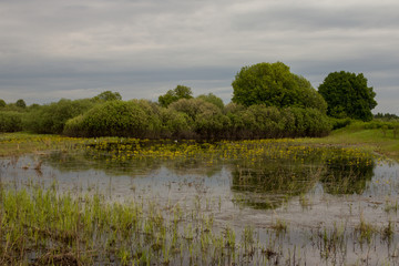 lush vegetation on floodplain meadows on a summer day