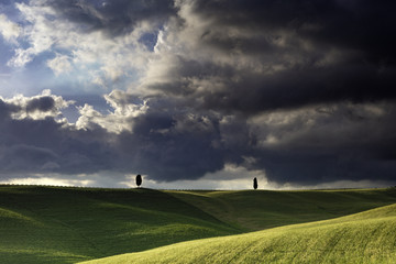 2 lone cyprus trees in the fields around San Quirico in the Val D'Orcia in Tuscany with stormy sky
