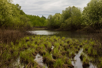 lush vegetation on floodplain meadows on a summer day
