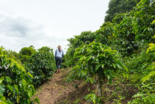 Workers on beautiful coffee plantation in Jerico, Colombia in the state of Antioquia.