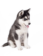 Obraz premium beautiful husky puppies on white background