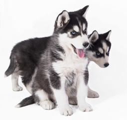  beautiful husky puppies on white background