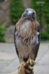 Red tailed hawk