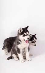  beautiful husky puppies on white background