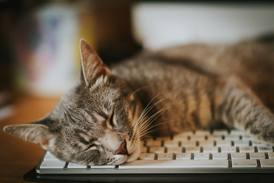 Cat sleeping on computer keyboard. Rest, resting, calm, relaxation, relax
