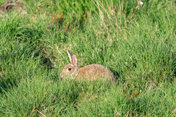 Search Photos Myxomatosis