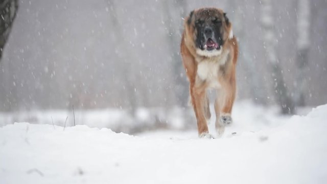 Caucasian Shepherd Dog Running Outdoor In Snowy Field At Winter Day. Slow Motion, Slo-Mo