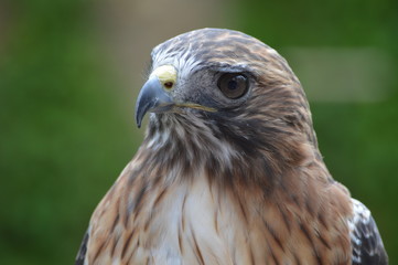 Red tailed hawk