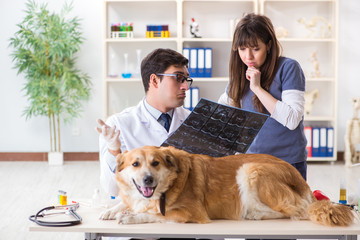 Doctor and assistant checking up golden retriever dog in vet cli