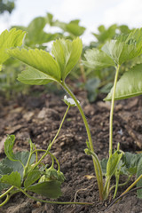 strawberries  strawberry sprouts   strawberries on the field    green strawberry