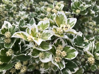 Green-white bush flowers.