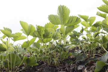 strawberries  strawberry sprouts   strawberries on the field    green strawberry