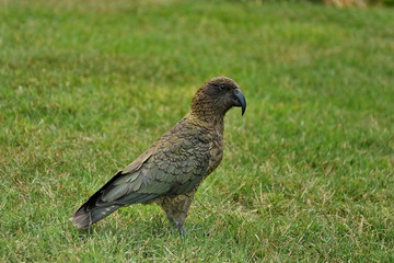 Kaka parrot on the green grass