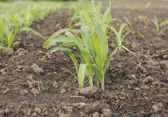 plant corn   corn  corn germ  corn grow on the field  farming