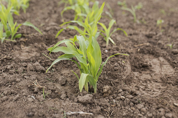 plant corn   corn  corn germ  corn grow on the field  farming