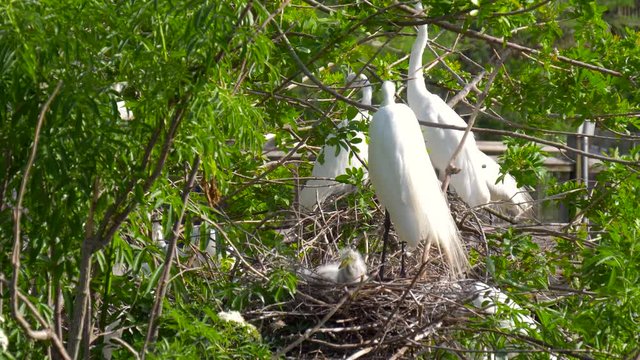 Great white egret takes care of its chicks. Young chicks egret fools in nest. Mother great white egret standing watch over the chick in their nest. Great Egret nest with young chicks. Birds nest.