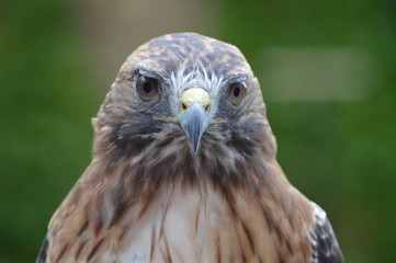 Red tailed hawk
