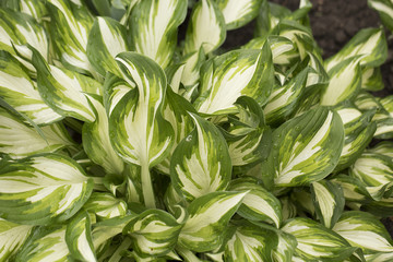 Fototapeta premium kalatea, kalatea plants, kalatei bush