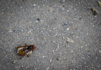 Little bee on grey background, asphalt texture, copy space, top view