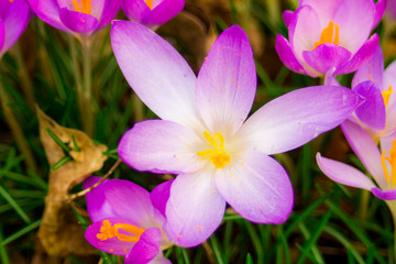 Crocus, plural crocuses or croci in pink, violet, yellow end etc., close-up crocus