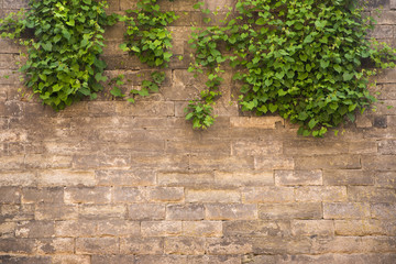 Old stone wall with plants in the upper part with place for text.
