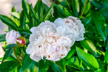 white Paeonia flower in sommer garden